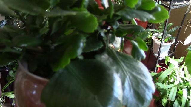 Каланхоэ.  Как омолодить каланхоэ?!