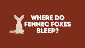 Foxes Sleeping | Sleeping Behavior of Foxes