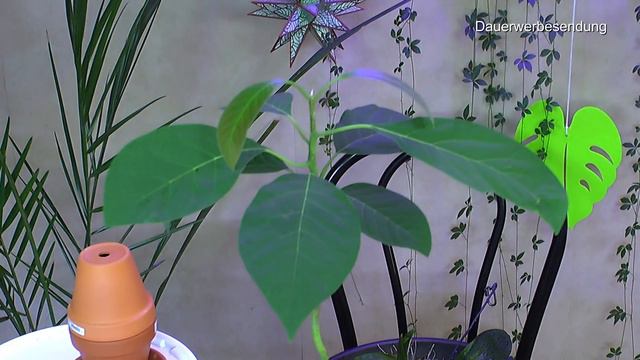 Orchideen Spezial Pflege auf dem Stein. Avocado in der Anzucht und mehr Pflanzen Klimbim смотреть онлайн