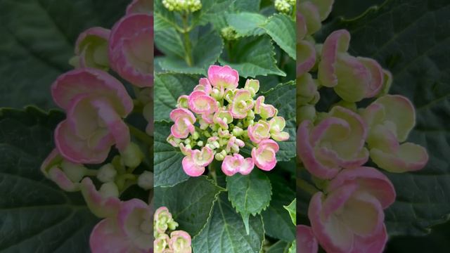 HYDRANGEA MACROPHYLLA “HOVARIA HOPCORN”. НАЧАЛО ЦВЕТЕНИЯ! #hydrangea #гортензия #гортензія