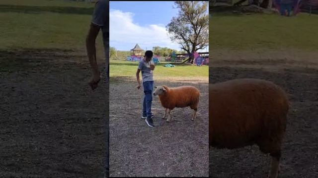 Короткое видео с овцой как я ей даю еду. смотреть онлайн