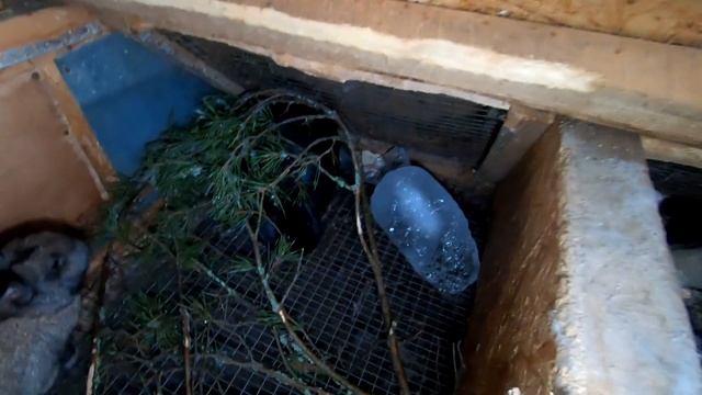 Куры каннибалы. смотреть онлайн