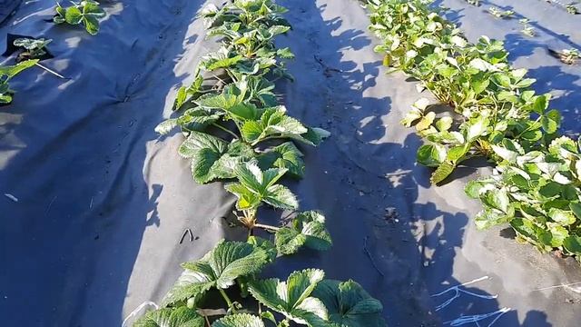 Обработка теплицы Прикопка саженцев клубники в зиму Борьба со слизнями смотреть онлайн