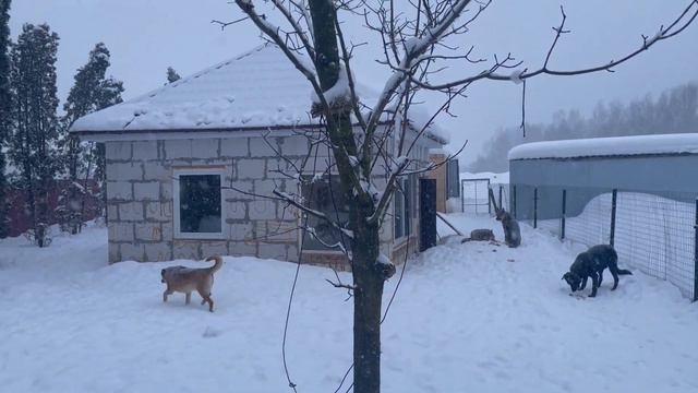 Под метелью белой ... и под пушистыми туйками. смотреть онлайн