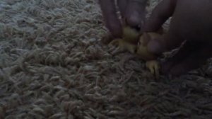 Коты воители- огонь и лед