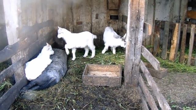 Летнее содержание коз и вьетнамских поросят.
