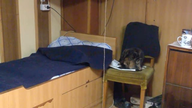 Котэ получила в нос. смотреть онлайн