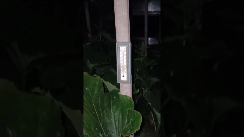 Температура в парнике на 2 часа ночи, где растет основная плеть гигантской тыквы. Блог о огороде.