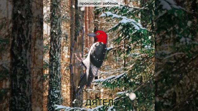 ЗИМУЮЩИЕ ПТИЦЫ. Занятия с детьми.