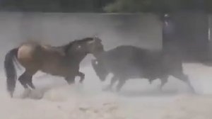 Лошадь против быка