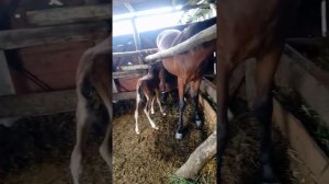 Кобыла не пускает жеребенка