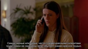 Больнее не бывает: что происходит с человеком после укуса бархатного муравья
