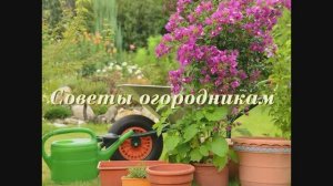 Советы огородникам.