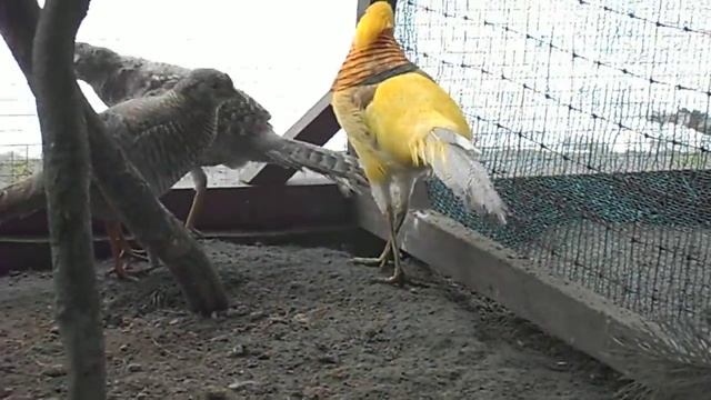 Золотой фазан.(golden pheasant) смотреть онлайн