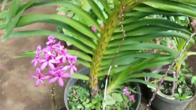 Epidendrum radicans - terrestrial and epiphytic orchid смотреть онлайн