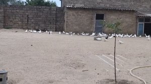 Бакинские голуби Исмаила в Баку
