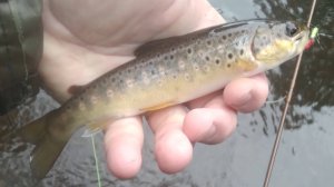 В поисках форелек