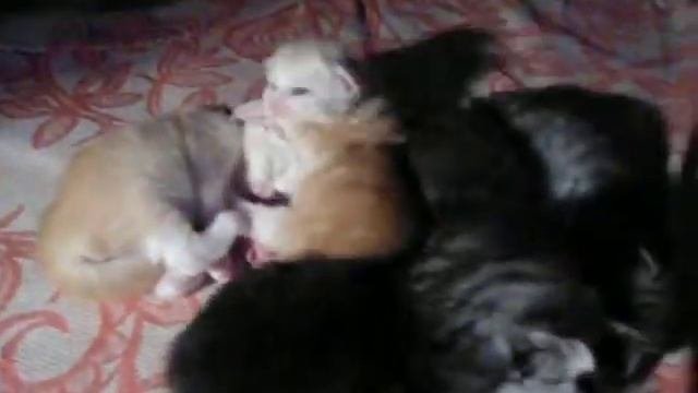 котятам мейн кун 1 неделя