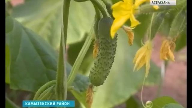 В Астраханской области приступили к сбору раннего урожая смотреть онлайн