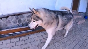 Трэш пранк над хаски / ТРОЛЛИНГ / собака борется за еду