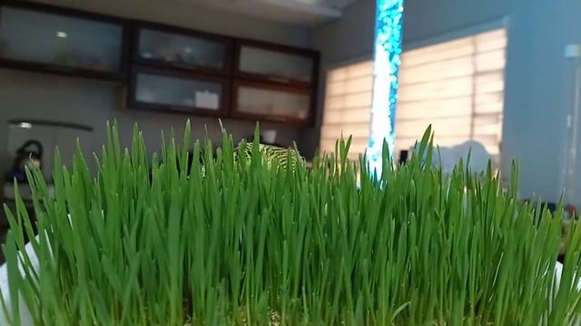 проращиваем пшеницу для птички.. смотреть онлайн