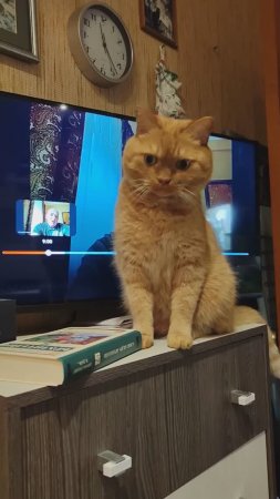 Кот Филя не даёт нам смотреть телевизор