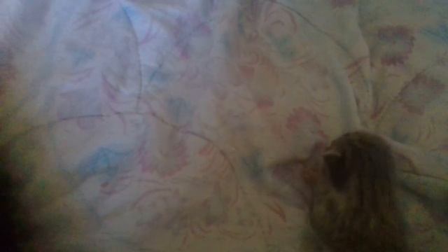 Котёнок Эми приоткрыла глазки смотреть онлайн