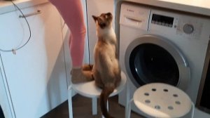 Кот готовит на кухне ??