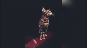 Бенгальская кошка: характер породы