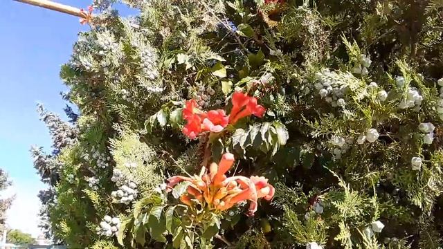 Крым! Туя цветёт! Красиво! смотреть онлайн