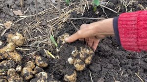 Корм для кур несушек и всех животных//Топинамбур в корм животным