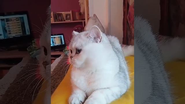 Британская шиншилла, ах эти глаза! British chinchilla, amazing eyes ??