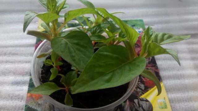 ЦЕЛОЗИЯ выращивание из семян