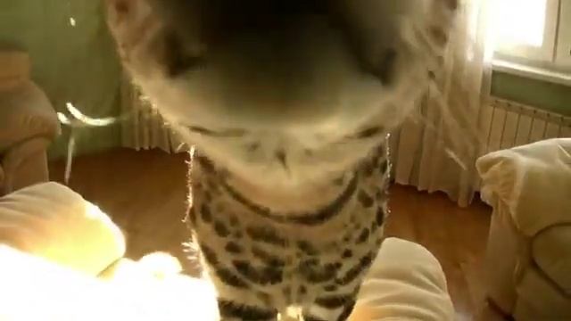 Большая Кися ) смотреть онлайн