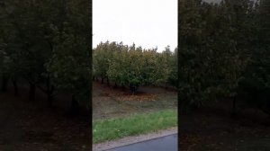 Про схемы посадки фундука. Практика