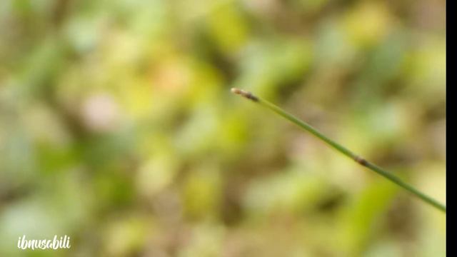 Phonescoping teleskop handmade 70450 смотреть онлайн