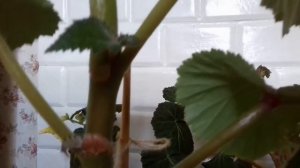 Почему бегония сбрасывает бутоны. Уход за бегонией в июне