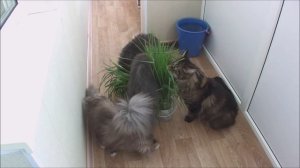 Травоядные кошки, забавные котики