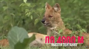 Красный волк | КРАСНАЯ КНИГА | THE RED WOLF