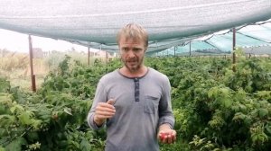 Полька -  все-таки лучший сорт малины!