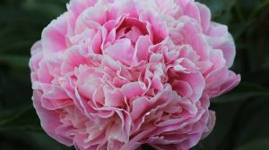 Пион Светлана Удинцева / Peony Svetlana Udintseva.
