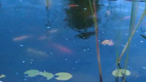 Карпы Кои и кометы