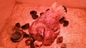 Как под квочку подложить чужих цыплят... смотри // "Мое Подворье"