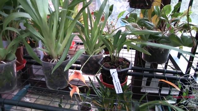 Hi - I'm Back - Let's Look at Some Orchids смотреть онлайн