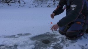 Ловля окуня на безмотылку на малой речке. Первый лёд. 21 ноября 2022.