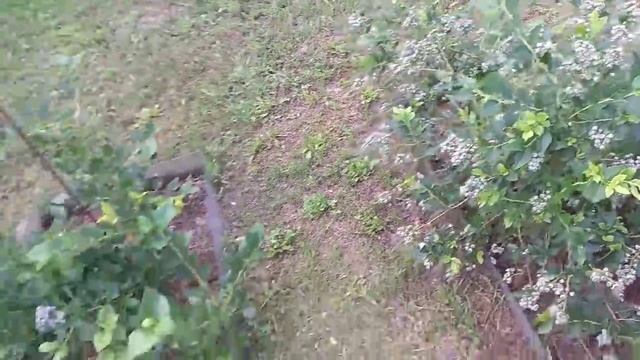 Домашний Влог: Базилик На Зиму/ Полем Огород/ Малина Спеет смотреть онлайн