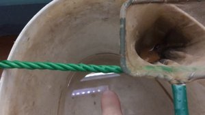 Разведение артемии