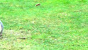 Кролики дерутся между собой