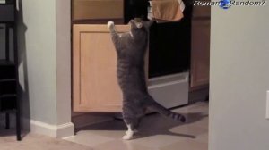 Cat opening cabinet door, Кот открывает дверцу