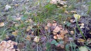 Как выглядят ложные опята. Насобирал поганок